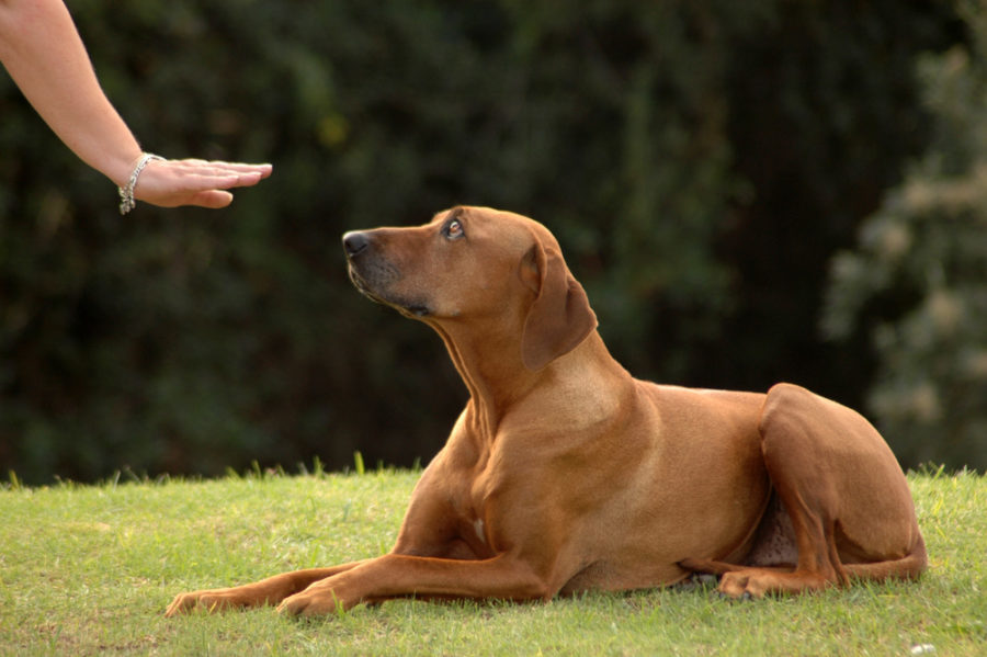 Training a Deaf Dog with Sign Language