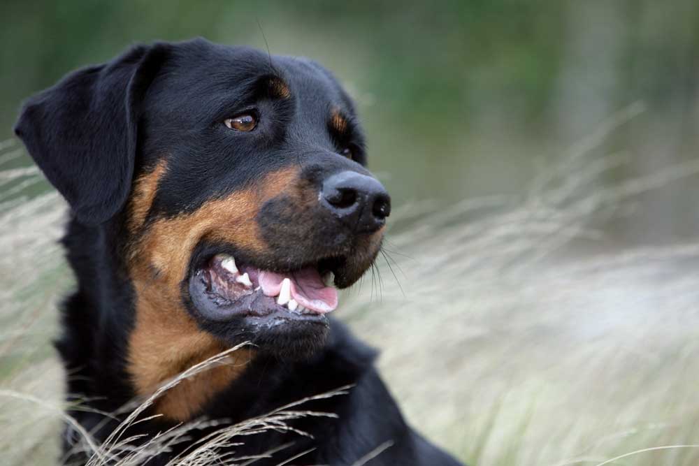Treating Bone Problems In Dogs