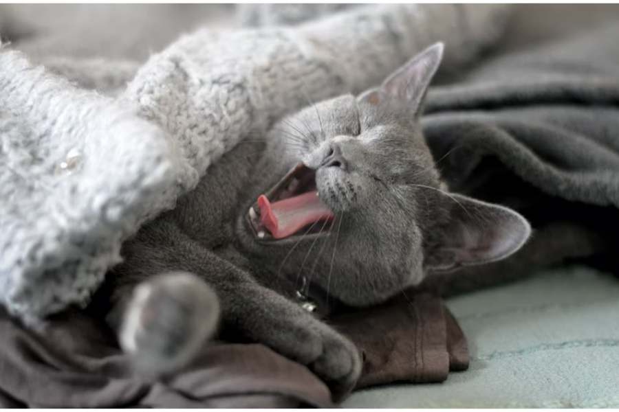 Should Your Cat Sleep On Your Bed?