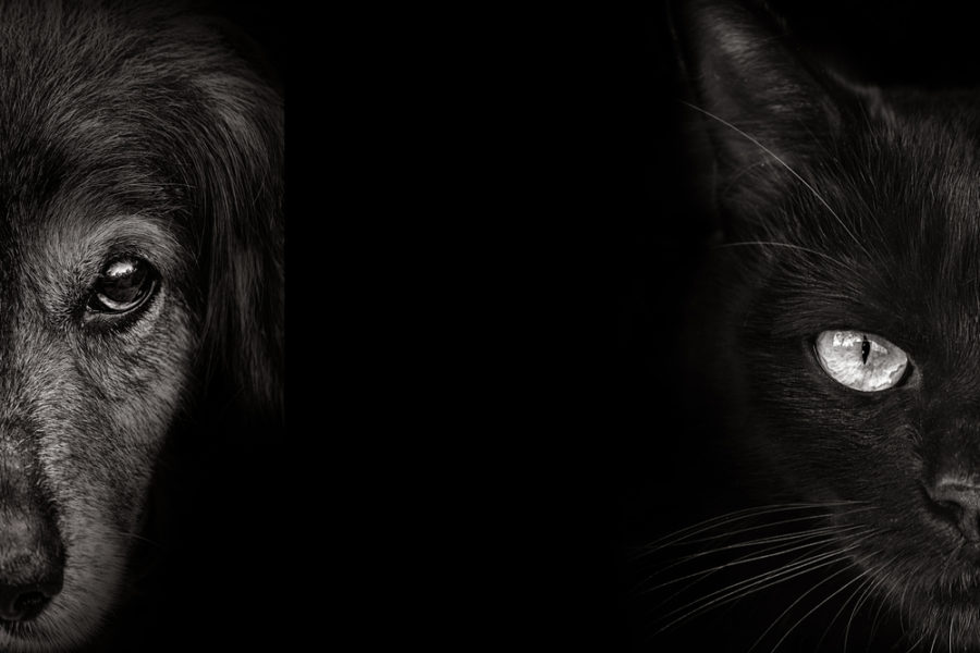 What Iridology Can Tell You About Your Pet’s Health