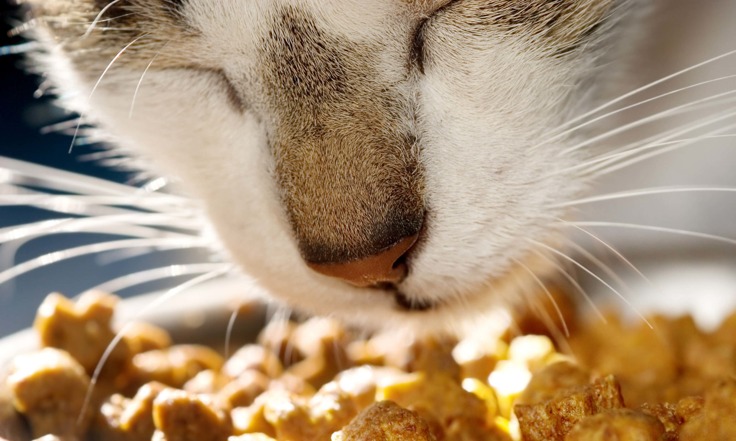 Feeding Your Cat To Prevent Dental Issues