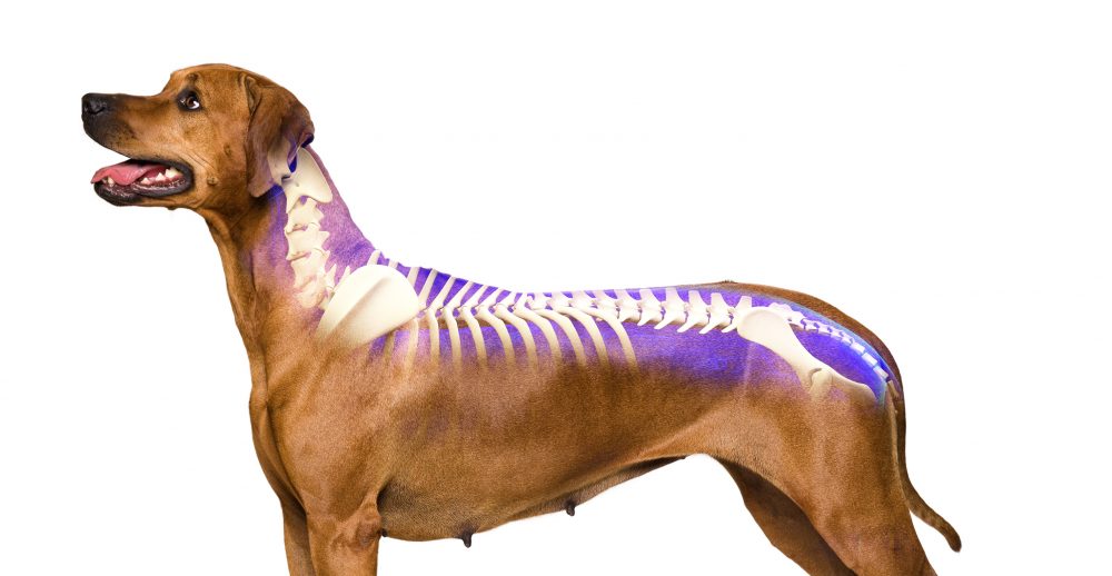 Natural Help For Your Dog’s Spinal Problems