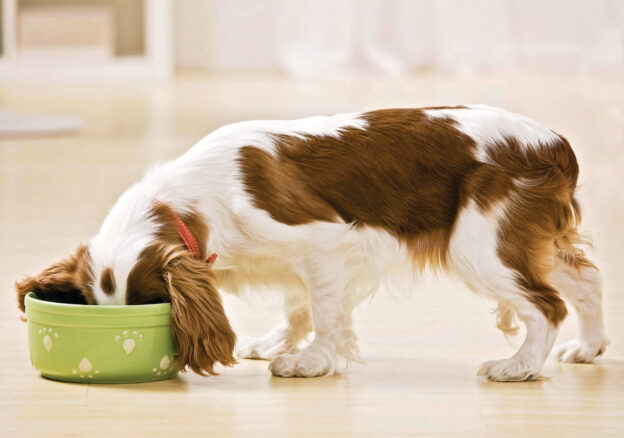 Does Your Dog Have a Food Sensitivity? What Should You Feed Them?