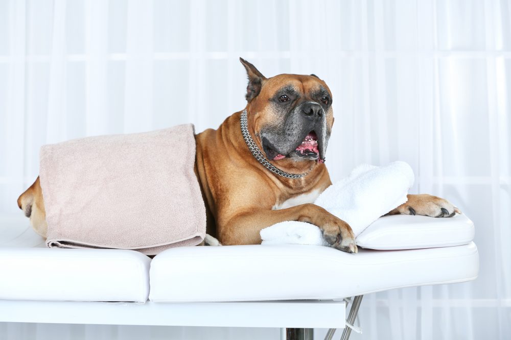 How to massage your dog
