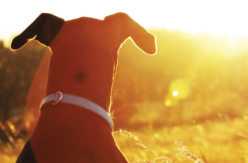 Understanding Vitamin D in Dogs and Cats