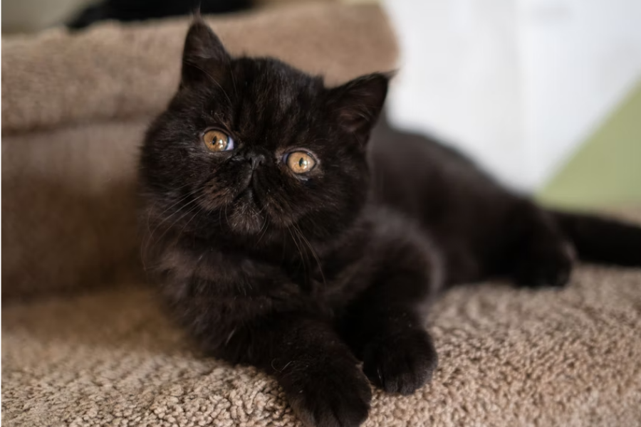 Understanding Brachycephalic Cats