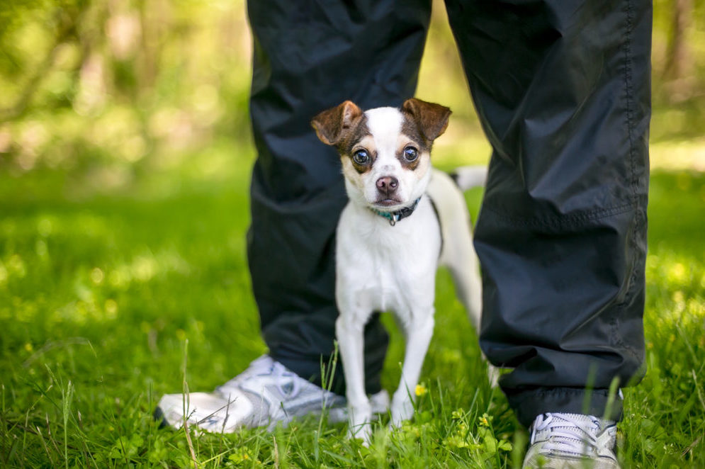 Is your dog scared of strangers?