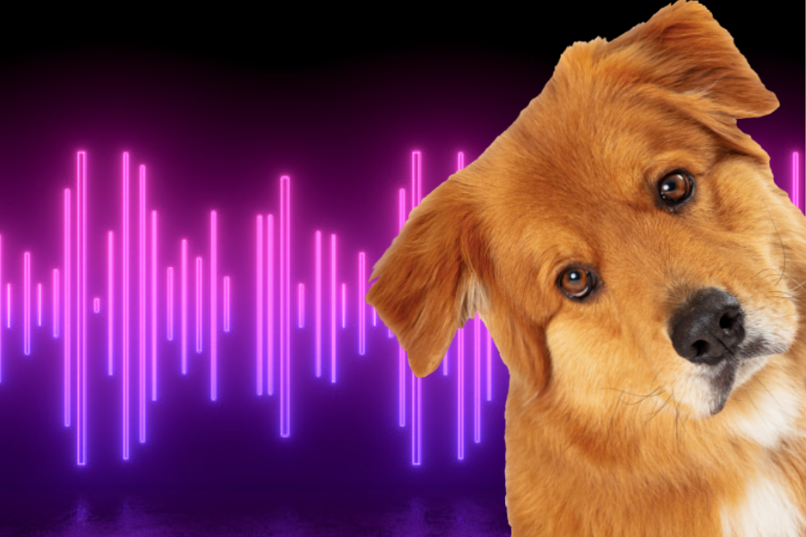 How Sounds Affect Your Dog or Cat