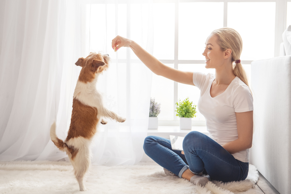 6 Steps to Helping Your New Rescue Dog Settle In