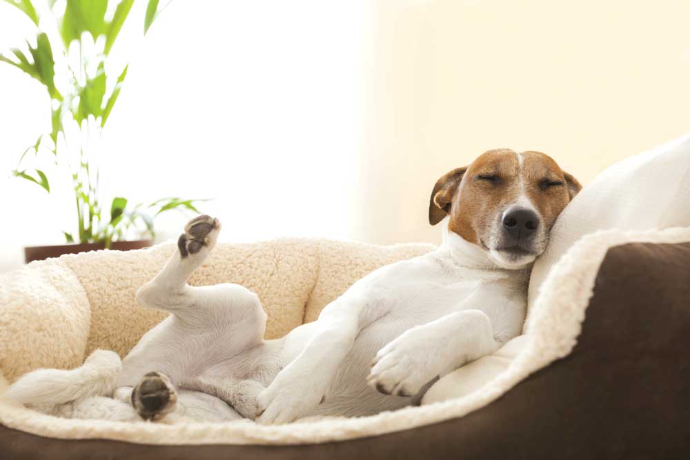 Melatonin for dogs and cats