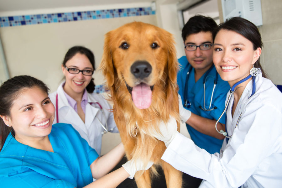 How Fear Free® Makes Vet Visits Less Stressful