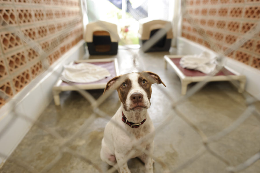 Myths and Misconceptions About Shelter Dogs