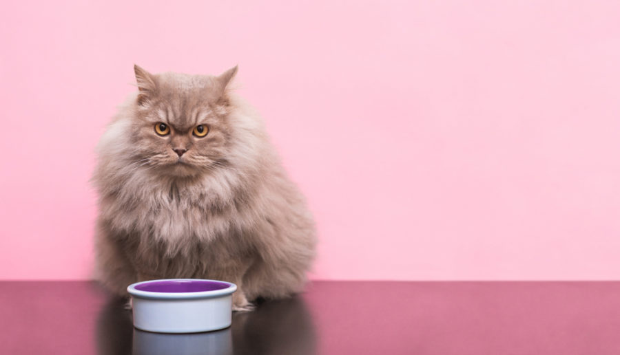 Understanding Your Cat’s Microbiome