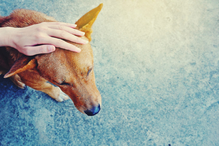 Learn about the case studies of breakthroughs, all involving dogs who previously displayed extreme behavioral challenges.