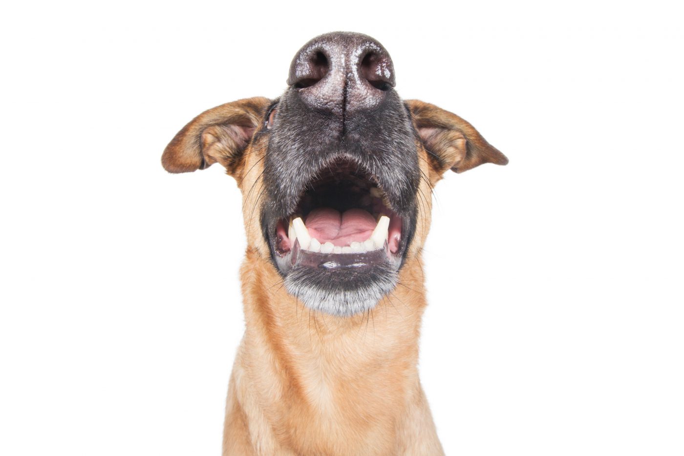 Dealing with cracked and fractured teeth in dogs