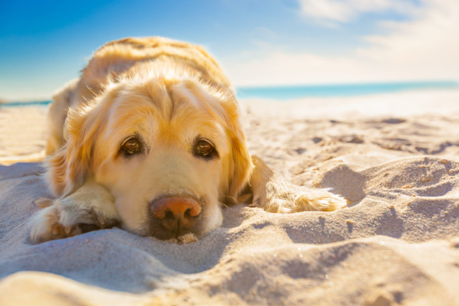 How to protect your dog from skin cancer