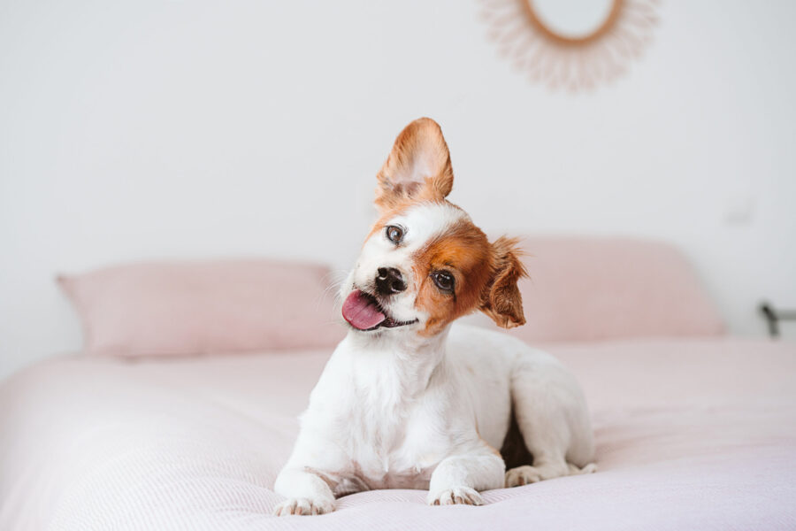 Can You Read Your Dog's Emotions