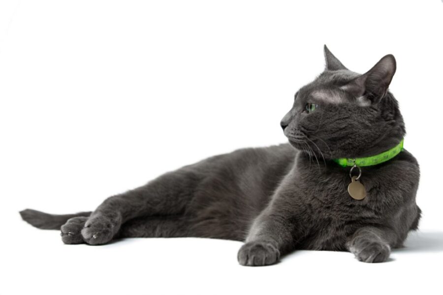 Domestic Cat Hepadnavirus