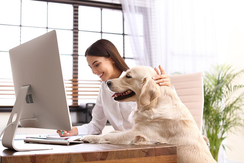 Online Dog Courses, Micro-Video Courses