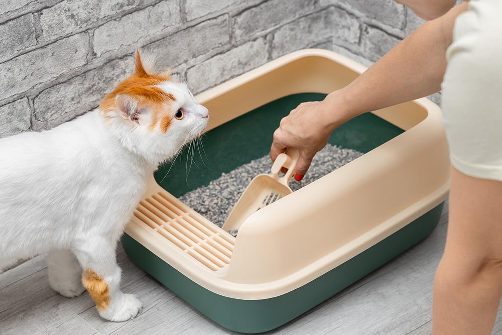 Best cat litter and litter box tips for a happy, healthy cat