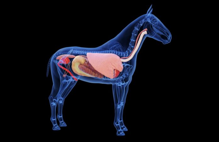 Understanding the Horse’s Gastrointestinal Tract