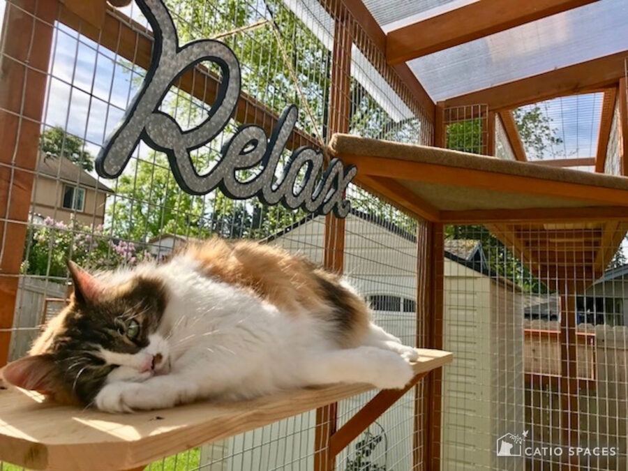 Cat enclosures for outdoor safely