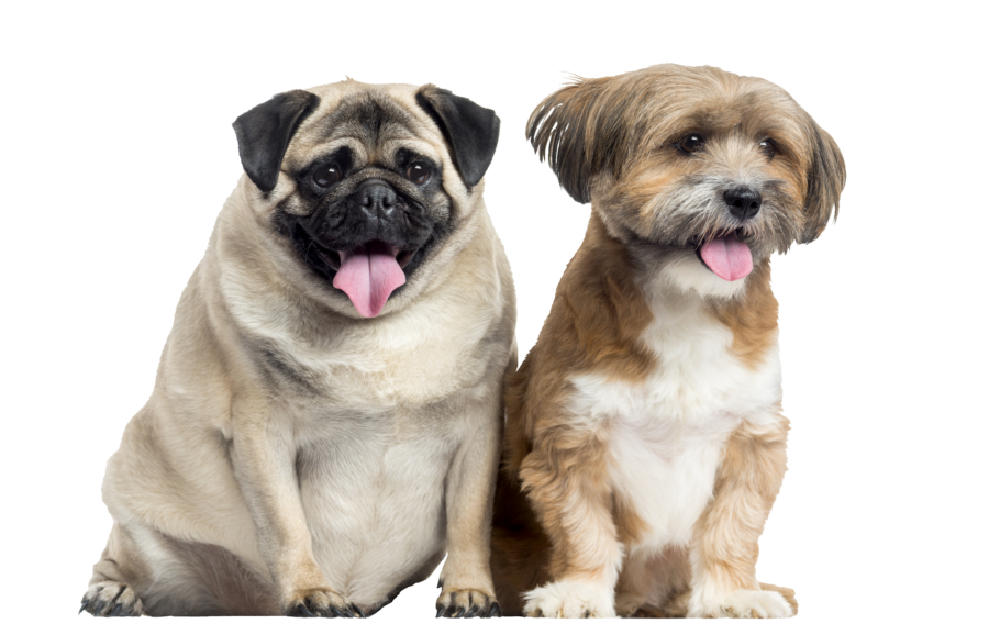 Fecal microbiota transplants for drug-resistant epilepsy in dogs