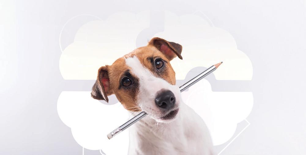 canine cognitive abilities