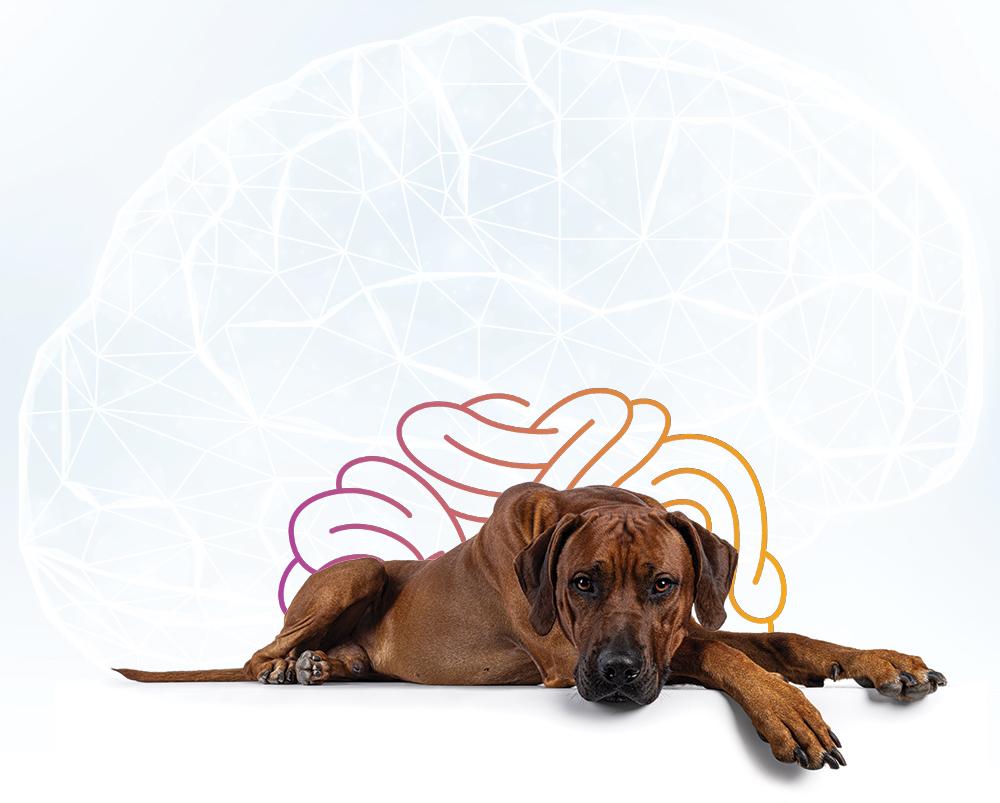 idiopathic epilepsy in dogs