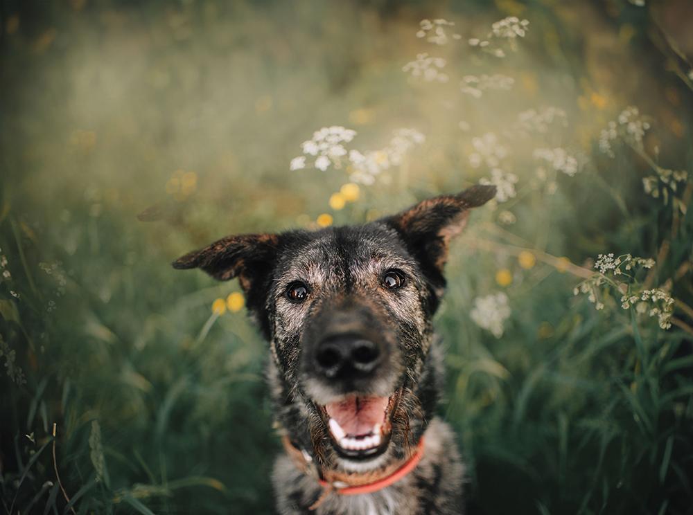 Ashwagandha for Aging Dogs