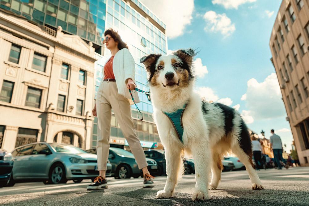 adapt your dog to urban living