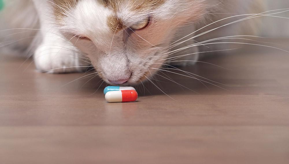 accidental ingestion of human medications