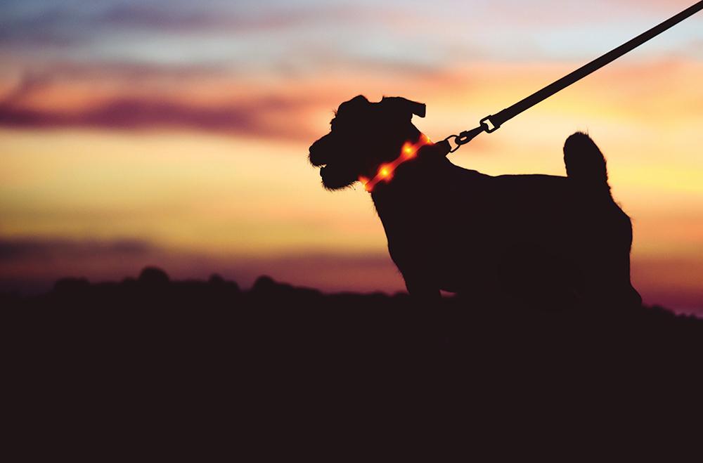 nighttime dog walking visibility gear