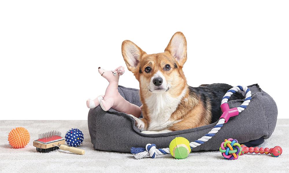 how to choose the right toys for your dog