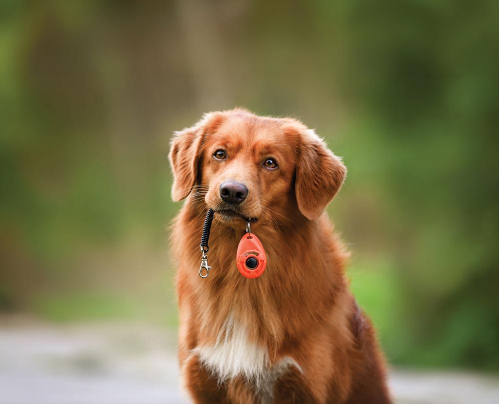 beginner's guide to clicker training dogs