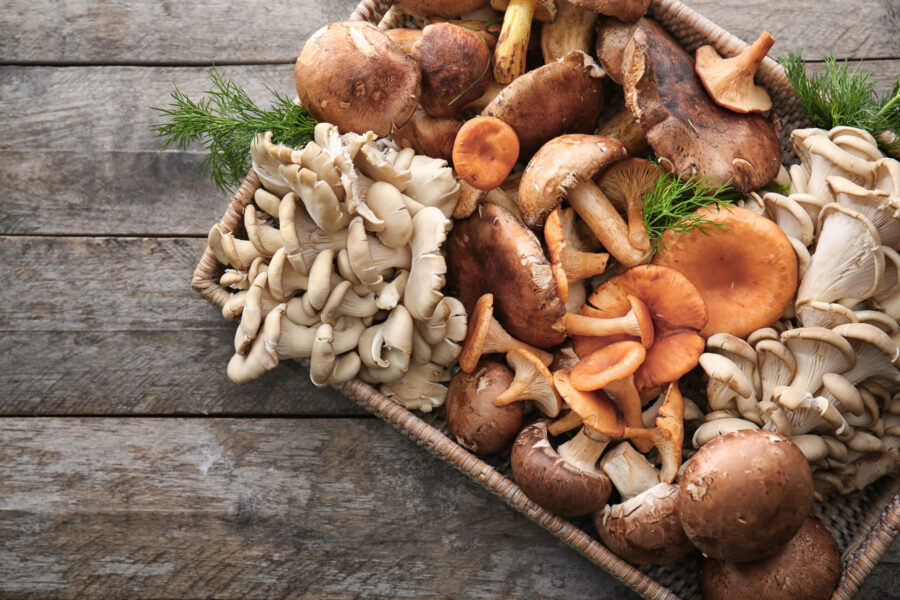 Medicinal mushrooms for dogs and cats with cancer
