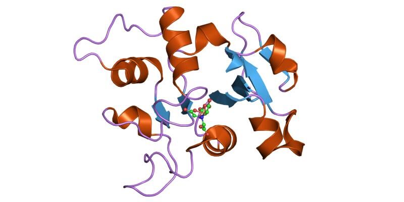 Ovotransferrin in veterinary medicine