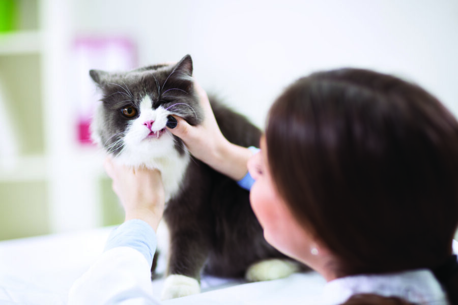 How to find a holistic cat groomer