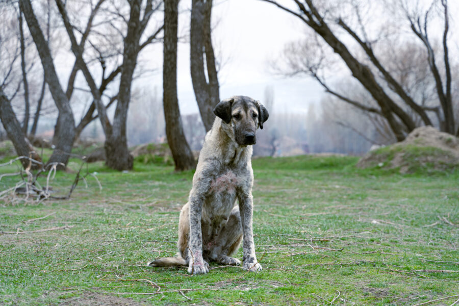 Helping dogs recover from natural disaster trauma
