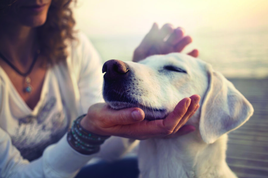 The sience behind animal communication