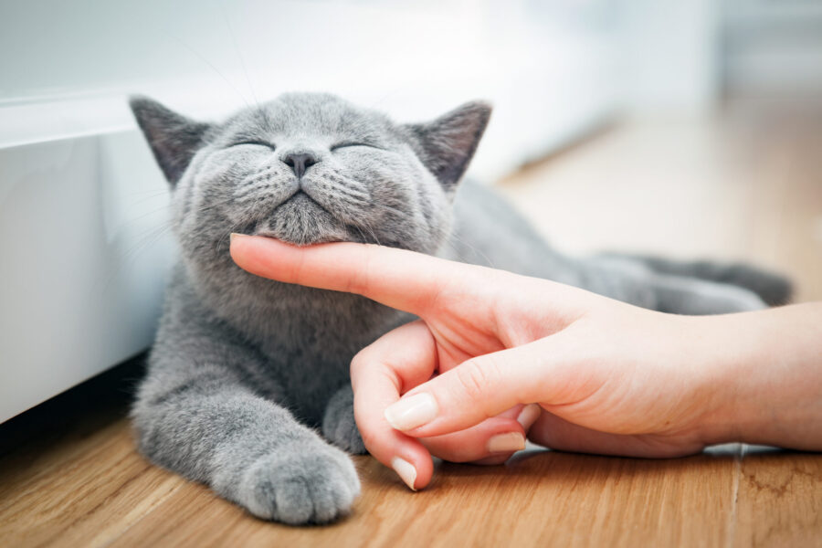 How to find a holistic cat groomer
