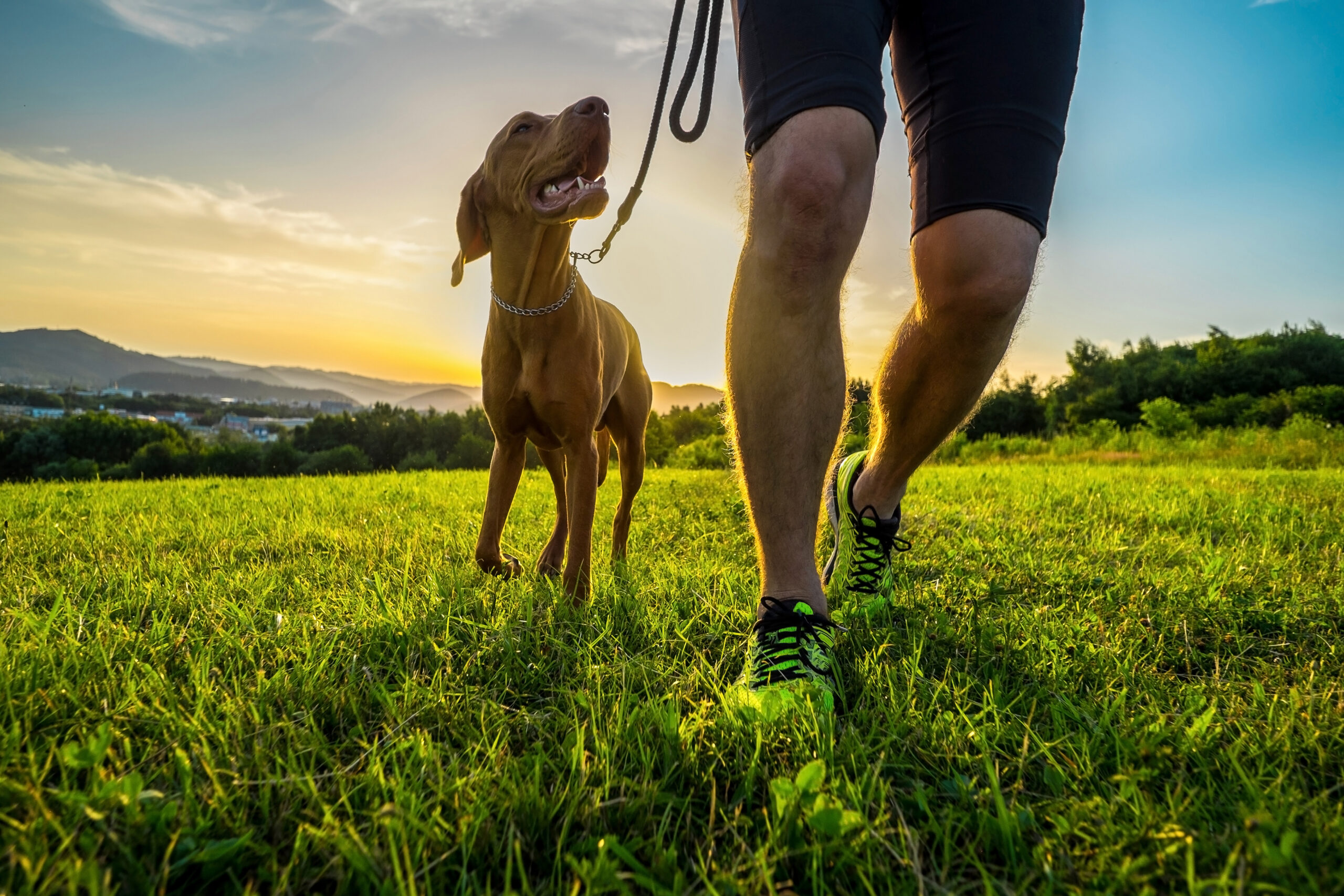 DIY doggy pouch for hiking and walks