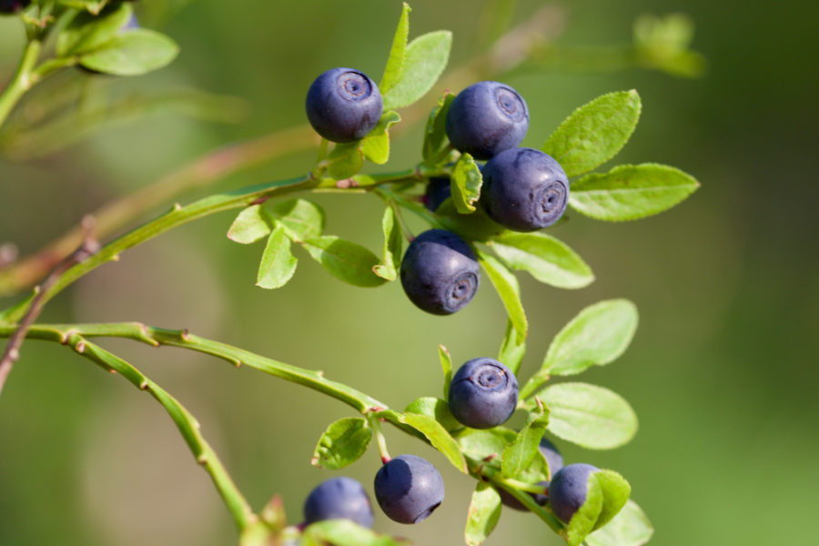 Bilberry (Vaccinium myrtillus) for Horses