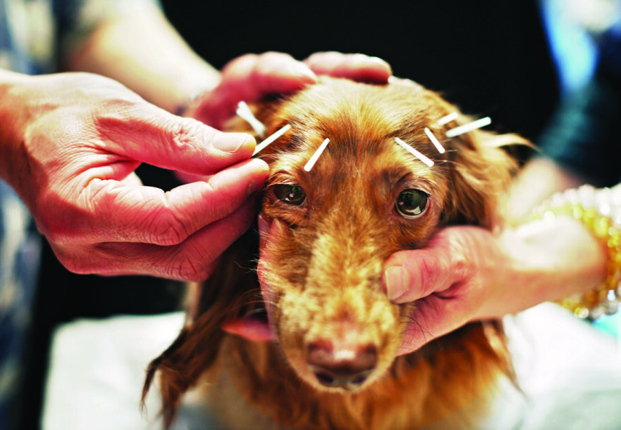 Palliative care for senior dogs and cats