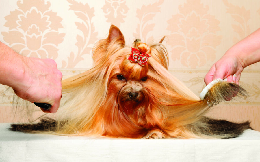 Two adorable Yorkies play a role in landmark Gypsy revival.