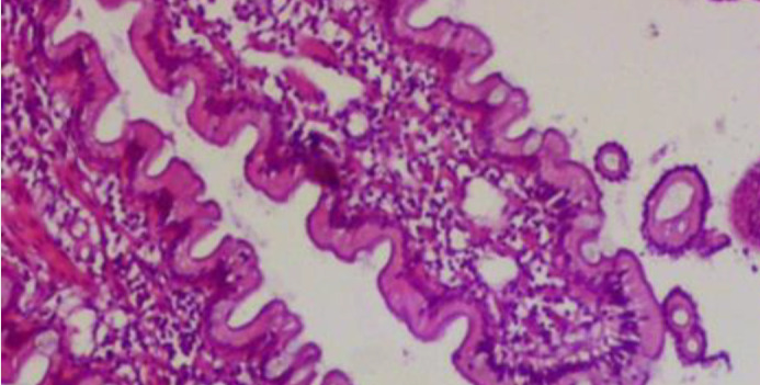 canine inflammatory bowel disease