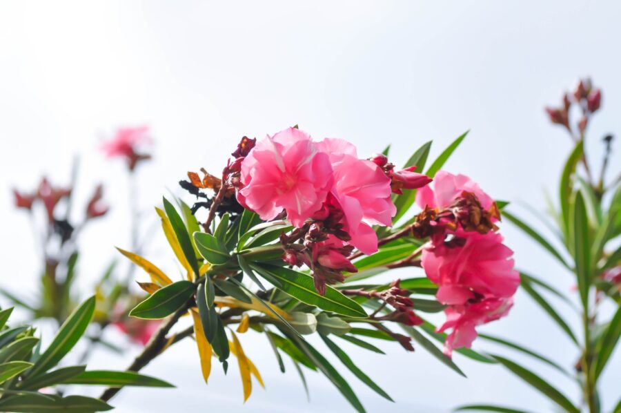 Natural treatment for dog itching with Oleander extract