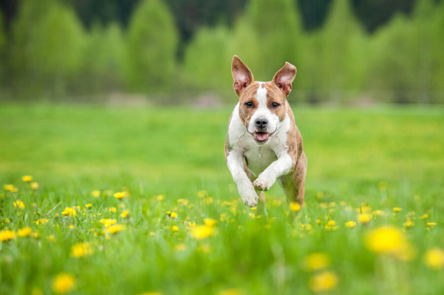 Introducing the breakthrough supplement with science-based ingredients for canine mobility