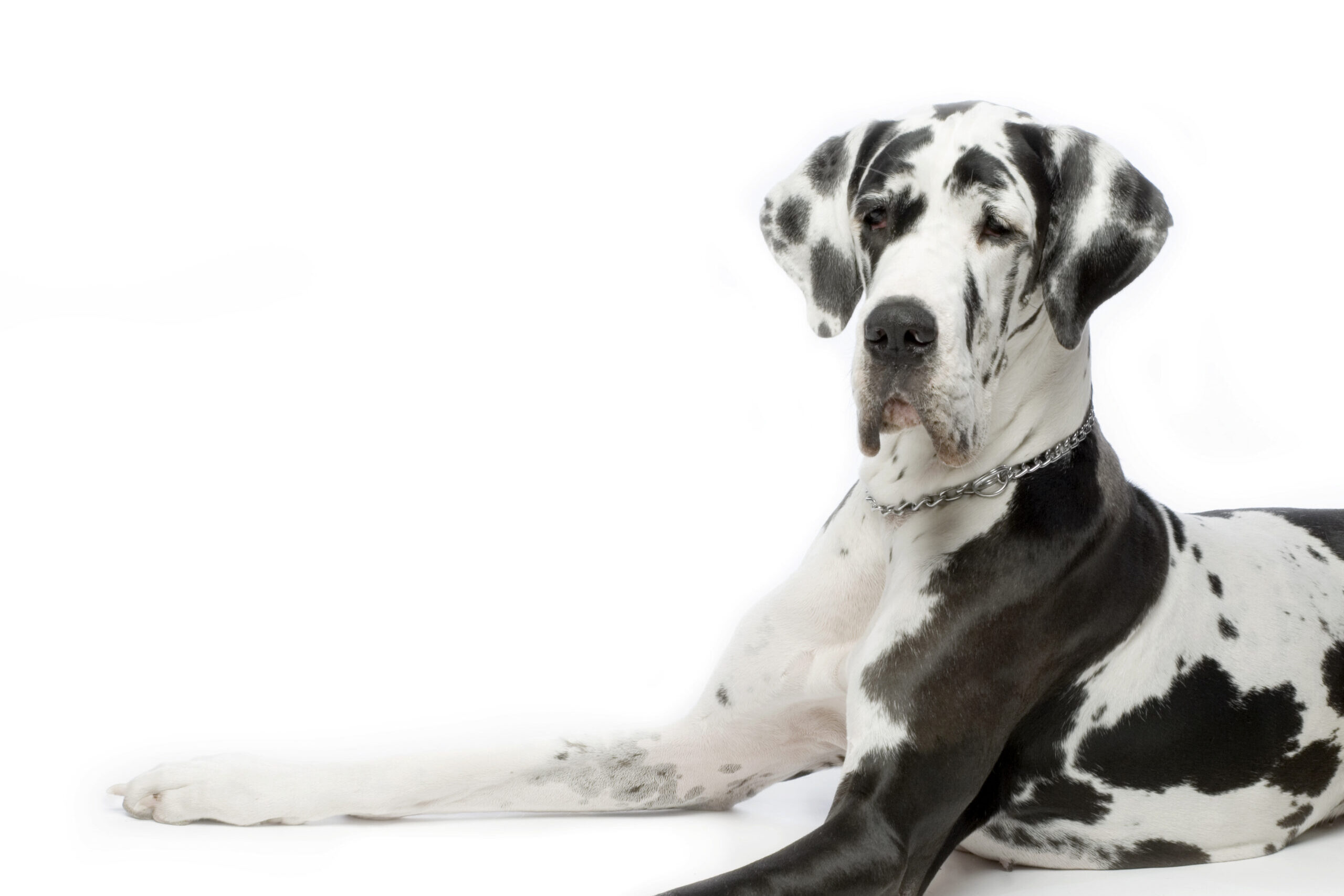 The Friend movie dog story