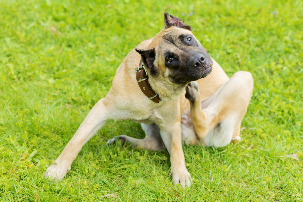 Understanding Food Allergies in Dogs